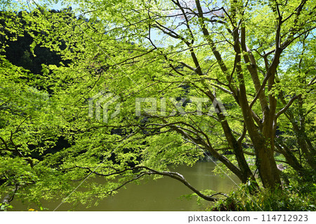 Lake Kamokita: Beautiful spring scenery with fresh greenery on the lakeside Lake Kamokita: Beautiful spring scenery with fresh greenery on the lakeside 114712923