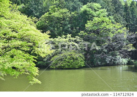 Lake Kamokita: Beautiful spring scenery with fresh greenery on the lakeside Lake Kamokita: Beautiful spring scenery with fresh greenery on the lakeside 114712924