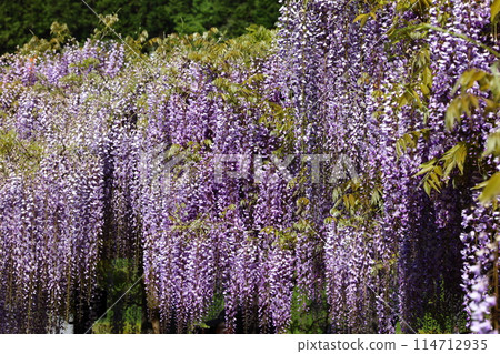 Shiroi Omachi Fuji Park 114712935