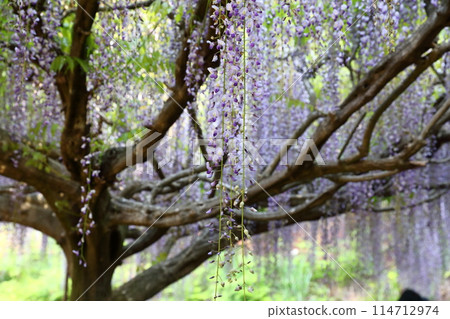 Byakugoji Temple‗Wisteria Flowers 114712974