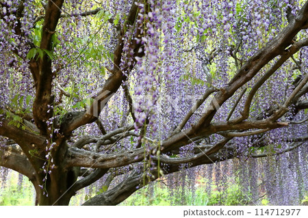 Byakugoji Temple‗Wisteria Flowers Byakugoji Temple‗Wisteria Flowers 114712977