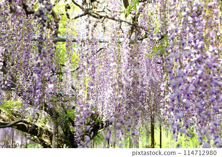 Byakugoji Temple‗Wisteria Flowers 114712980