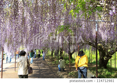 Byakugoji Temple‗Wisteria Flowers 114712981