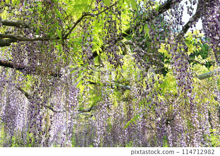 Byakugoji Temple‗Wisteria Flowers Byakugoji Temple‗Wisteria Flowers 114712982
