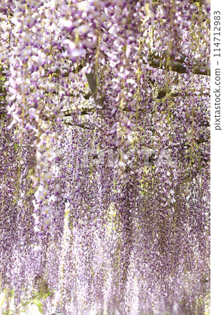 白五寺‗紫藤花 白五寺‗紫藤花 114712983