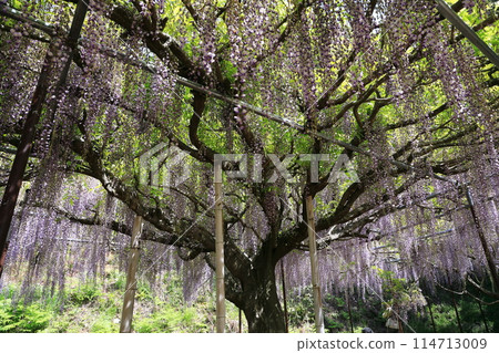Byakugoji Temple‗Wisteria Flowers 114713009