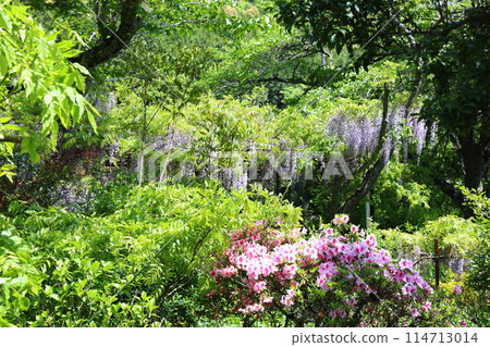 Byakugoji Temple‗Wisteria Flowers Byakugoji Temple‗Wisteria Flowers 114713014