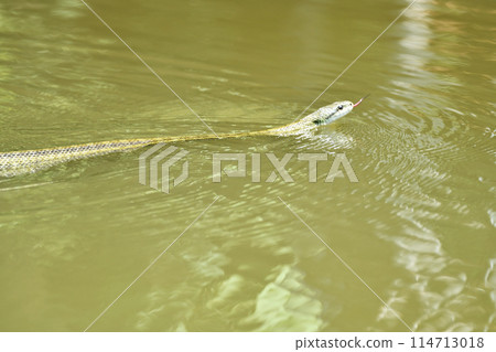 Blue General on the Water Surface 114713018