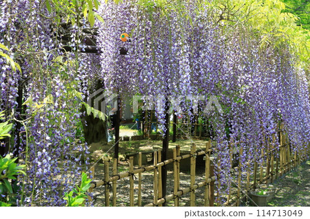 Byakugoji Temple‗Wisteria Flowers Byakugoji Temple‗Wisteria Flowers 114713049