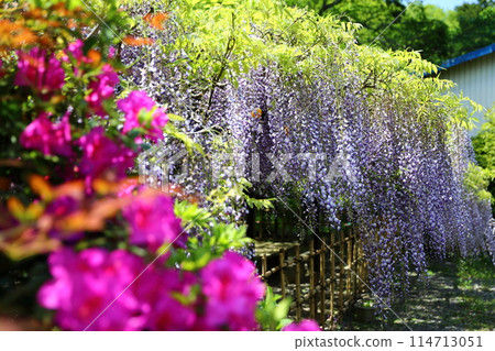 Byakugoji Temple‗Wisteria Flowers Byakugoji Temple‗Wisteria Flowers 114713051