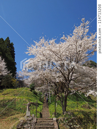佛寺·千年櫻花 佛寺·千年櫻花 114713208