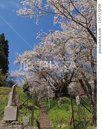 佛寺·千年櫻花 114713209