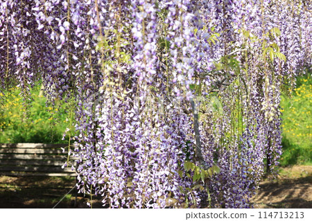 Byakugoji Temple‗Wisteria Flowers Byakugoji Temple‗Wisteria Flowers 114713213