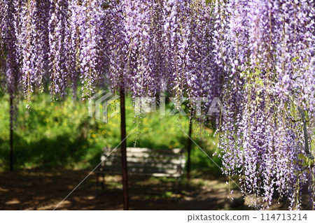 Byakugoji Temple‗Wisteria Flowers Byakugoji Temple‗Wisteria Flowers 114713214