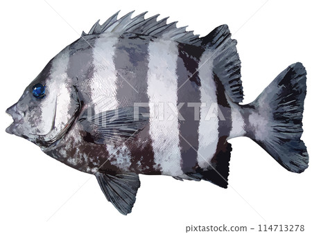 逼真的紋理修飾剪切白色背景修飾岩魚之王的插圖,其特徵是黑白垂直條紋 逼真的紋理修飾剪切白色背景修飾岩魚之王的插圖,其特徵是黑白垂直條紋 114713278