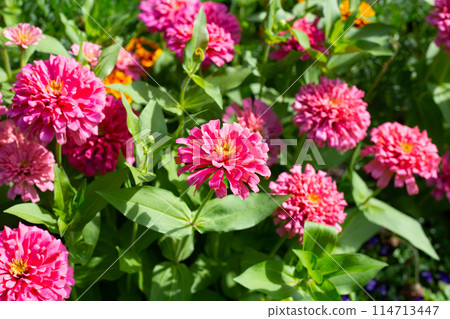 Zinnia flower in the garden 114713447