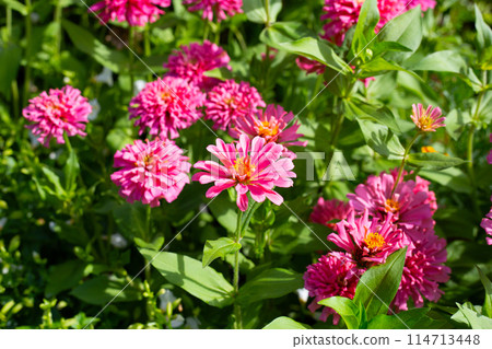 Zinnia flower in the garden 114713448