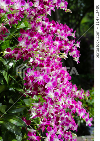 Beautiful purple orchid flowers. Flower background. Beautiful purple orchid flowers. Flower background. 114713480
