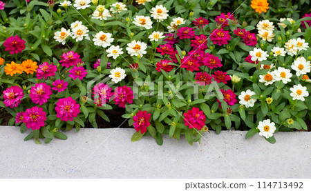 Zinnia flower in the garden 114713492