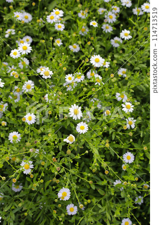 Marguerite white flower, Marguerite Daisy Marguerite white flower, Marguerite Daisy 114713519
