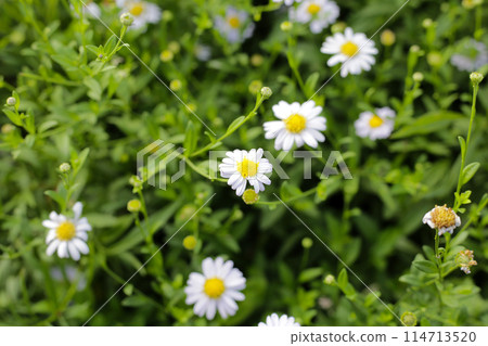 Marguerite white flower, Marguerite Daisy 114713520