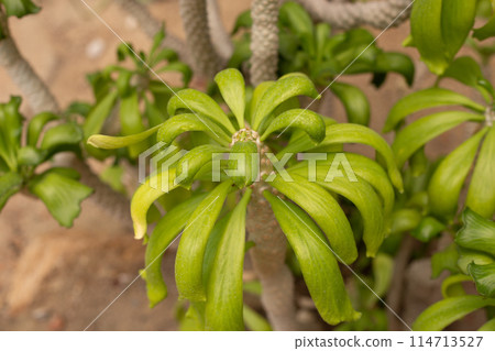 Euphorbia poissonii plant in the garden 114713527
