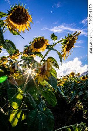 Sunflowers grow tall in the summer sunshine, blossoming into large flowers that give a sense of the earth's breath. Sunflowers grow tall in the summer sunshine, blossoming into large flowers that give a sense of the earth's breath. 114714150