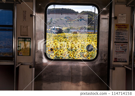 Sunflowers grow tall in the summer sunshine, blossoming into large flowers that give a sense of the earth's breath. Sunflowers grow tall in the summer sunshine, blossoming into large flowers that give a sense of the earth's breath. 114714158