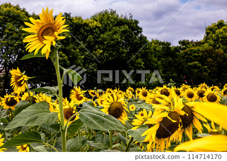 向日葵在夏日的陽光下長得很高，開出大朵的花朵，讓你感受到大地的氣息。 114714170