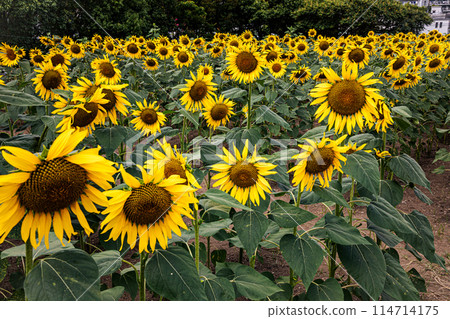 Sunflowers grow tall in the summer sunshine, blossoming into large flowers that give a sense of the earth's breath. Sunflowers grow tall in the summer sunshine, blossoming into large flowers that give a sense of the earth's breath. 114714175
