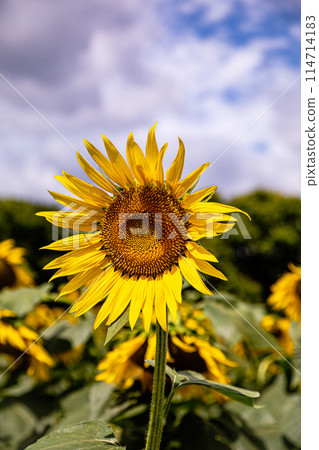 向日葵在夏日的陽光下長得很高，開出大朵的花朵，讓你感受到大地的氣息。 114714183