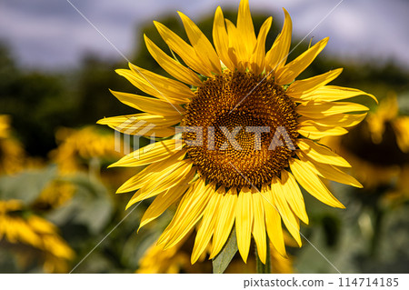 向日葵在夏日的陽光下長得很高，開出大朵的花朵，讓你感受到大地的氣息。 114714185