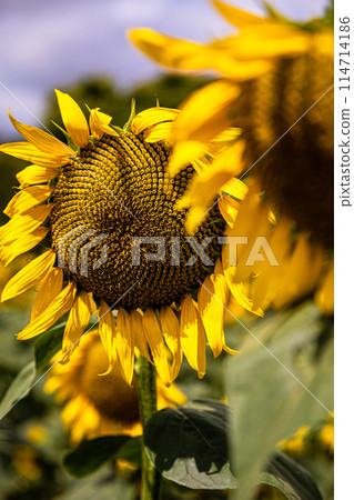 向日葵在夏日的陽光下長得很高，開出大朵的花朵，讓你感受到大地的氣息。 114714186