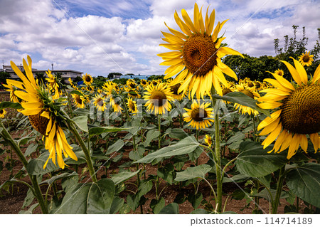 Sunflowers grow tall in the summer sunshine, blossoming into large flowers that give a sense of the earth's breath. 114714189