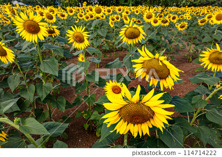向日葵在夏日的陽光下長得很高，開出大朵的花朵，讓你感受到大地的氣息。 114714222