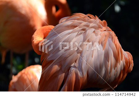 Flamingo  114714942