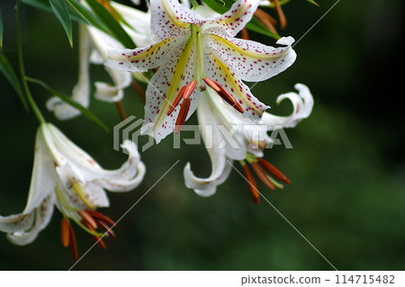 白百合花 白百合花 114715482