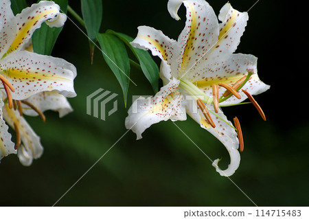 白百合花 白百合花 114715483