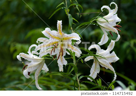 白百合花 114715492