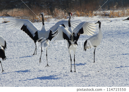 Red-crowned cranes spreading their wings and flying together in harmony in the snowy fields of Tsurui Village 114715550