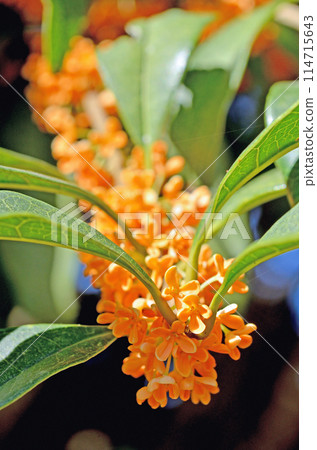 Tree: Osmanthus fragrans, Oleaceae 114715643