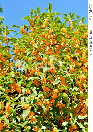 Tree: Osmanthus fragrans, Oleaceae 114715647