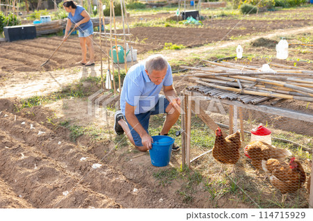 Mature farmer gathering chicken eggs outdoors Mature farmer gathering chicken eggs outdoors 114715929
