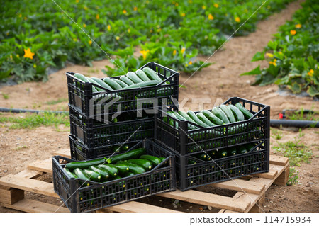 Boxes with freshly harvested zucchini on vegetable farm 114715934