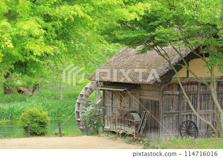 Azumino in May: Watermill at Daio Wasabi Farm Azumino in May: Watermill at Daio Wasabi Farm 114716016