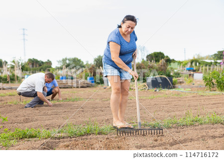 Aged woman raking soil on patch in vegetable garden Aged woman raking soil on patch in vegetable garden 114716172
