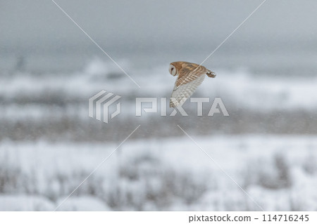 Barn owl bird Barn owl bird 114716245