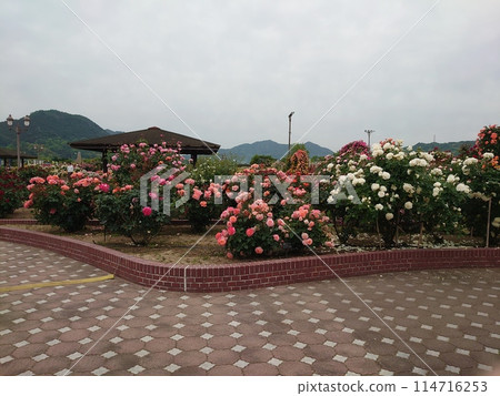 玫瑰園 玫瑰園 114716253
