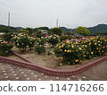 玫瑰園 114716266