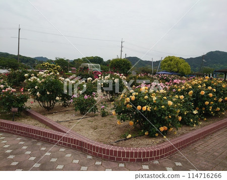 玫瑰園 玫瑰園 114716266